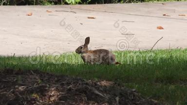 乔治亚州，塞<strong>特大</strong>桥公园，塞<strong>特大</strong>桥公园草地上的一只兔子被放大